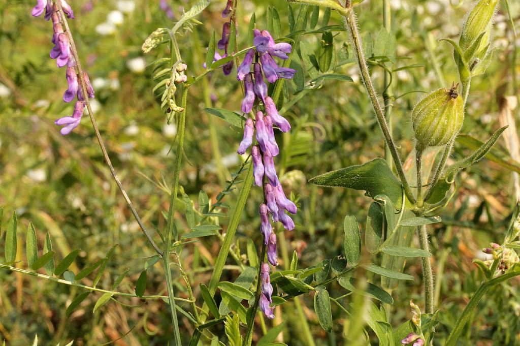 Vicia cracca e Vicia villosa